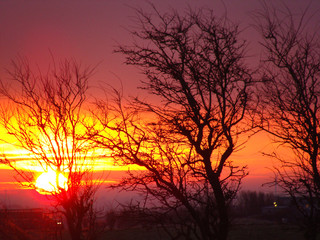 Wall Mural - colorful sunset landscape with dark tree silhouettes