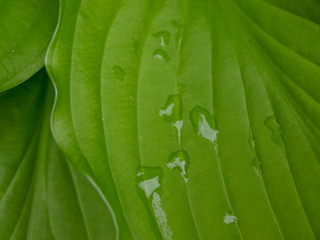 Wall Mural - picture with green leaves and dew drops