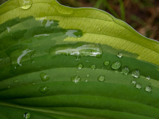 picture with green leaves and dew drops