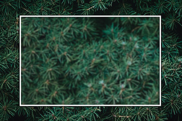 Wall Mural - Christmas fir tree background with copy space. Fir tree branches texture.