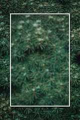 Wall Mural - Christmas fir tree background with copy space. Fir tree branches texture.