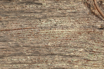 Wall Mural - old wooden texture natural color with faded green paint