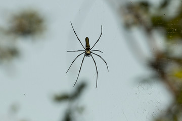 Spider in jungle