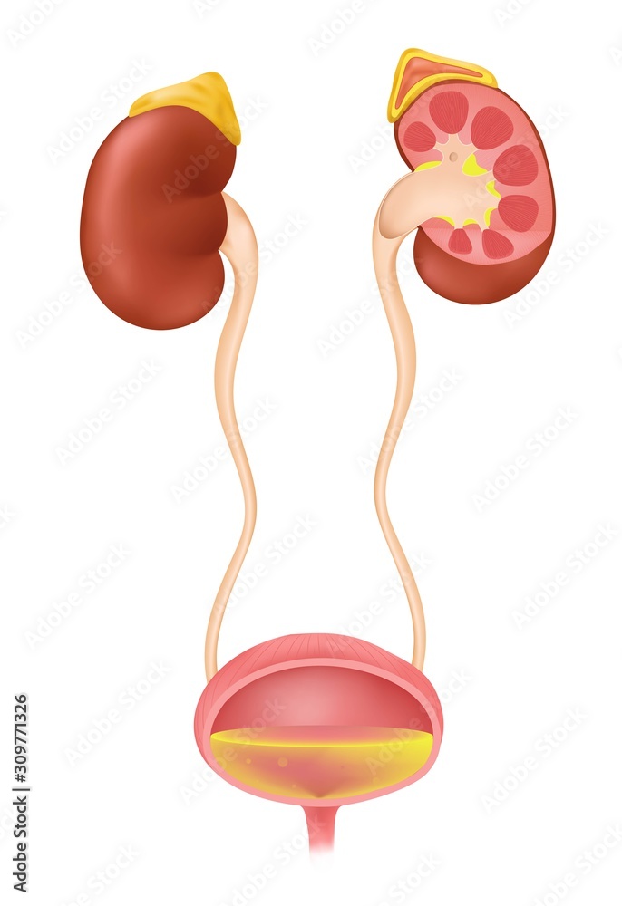 Anatomy of the inside Urinary System Stock Illustration | Adobe Stock