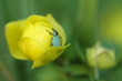 chrząszcz schowany w kwiecie pełnika