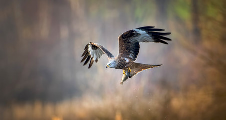 A Red Kite Milvus milvus bird flying away with a large fish it just caught from the sea