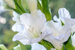 White Gladiolus imbricatus flower, close up.