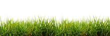 Fresh Spring Green Grass Panorama Isolated On White Background.