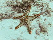 Zanzibar Sea Star
