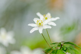 Fototapeta Kwiaty - Anemone nemorosa