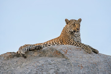 Wall Mural - male leopard surveying his domain atop a rocky ledge in south africa
