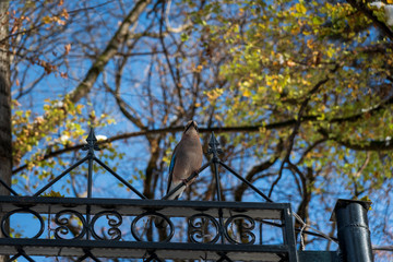 jay on a branch