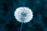 Fototapeta Dmuchawce - Beautiful dandelion seed head closeup color of the year 2020 classic blue trend toning creative background