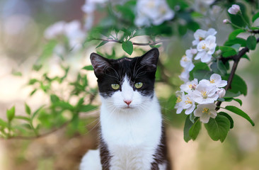 Wall Mural - portrait of cute a cat sits in a may garden under the flowering branches of a white Apple tree on a Sunny spring day