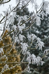 Wall Mural - Frozen, icy branches of a tree