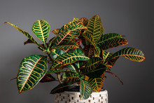 Wide Shot Of Croton Plant Against A Grey Background