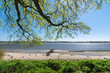 Tree branches overhanging the beach at the Elbe river in Wedel, Germany