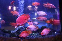 Beautiful Blood Parrot Cichlid Fish In Clear Aquarium