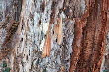 Bark Texture Of A Tree Trunk Being Destroyed By Insects