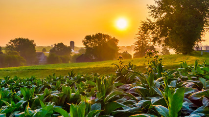 Tobacco plantation in America,