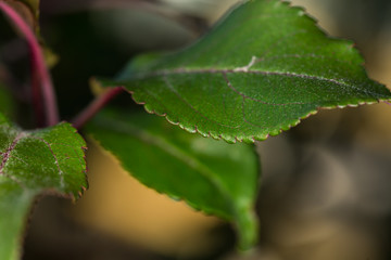 Scalloped macro leaf edges on a rose bush