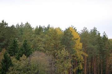 Wall Mural - autumn forest