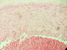 Histology Picture From A Slide Of A Human Artery With Red Blood Cells That Flows In The Lumen, Elastic Fibre Is Seen In The Layers, Blu Nucleus, Pink Connective Tissue And Cytoplasm,  Muscle Cells.
