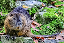 Nutria Sits On The Bank Of A Small Lake, Germany