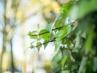 Wall Mural - detail of ivy leaves with blurred background