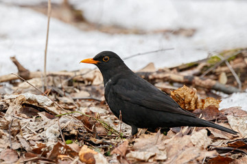 Common blackbird turdus merula male with ill curved bill standing on ground in forest in early spring. Cute dark songbird in wildlife.