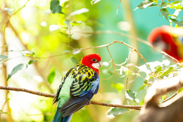 Beautiful parakeet sitting on a tree