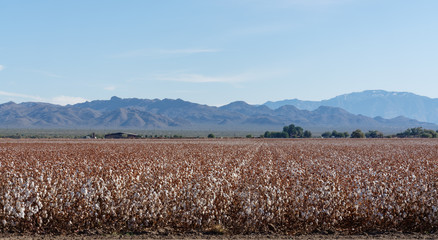 This cotton field, with mountains in the background, is ready for picking. Arizona produces some of the highest quality cotton due to irrigation, however the costs have started to exceed profit.