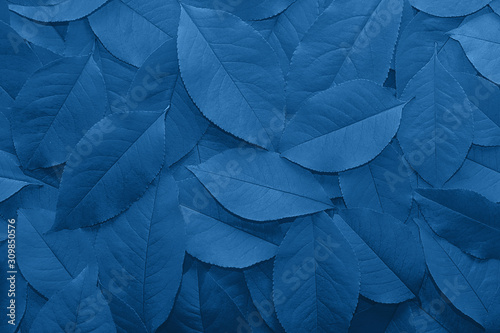 Tapety Botaniczne  tlo-z-jesiennych-opadlych-lisci-z-bliska-w-kolorze-pantone-classic-blue-2020-kolor
