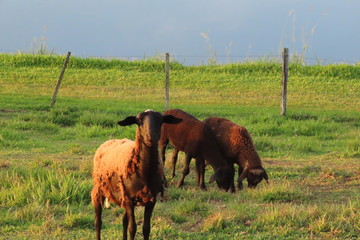 horses grazing in a field