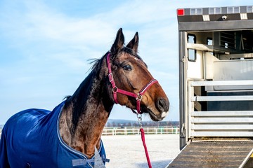 Wall Mural - horse vehicle  . transportation livestock. equestrian sport