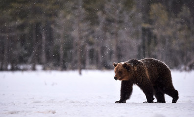 Wall Mural - wild brown bear walking in the snow