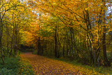 Fototapeta Krajobraz - Autumn colorful morning in the forest  near Graz, Styria region, Austria