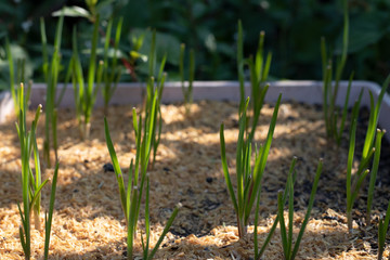 young plants in the garden