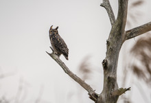 Great Horned Owl Perched On A Branch In Louisiana. 