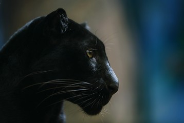 Black tiger in zoo