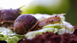 Snail eating lettuce from a low angle