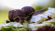 Snail eating lettuce from a low point of view