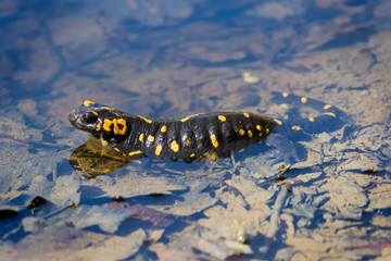 The fire salamander, Salamandra salamandra depositing the eggs in a forest puddle