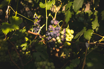 Bunch of ripe grapes on a vine