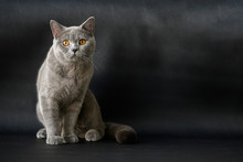 British Shorthair Breed, Blue-gray Color, Orange Eyes Sitting And Resting On A Black Floor And Was Looking Is A Beautiful Cat And A Good Pedigree.