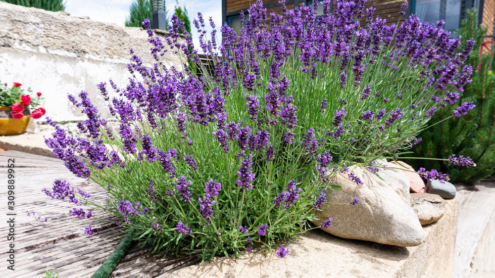 Luxurious bushes of fragrant provence lavender bloom in a landscape design composition with boulders and pine - obrazy, fototapety, plakaty 