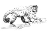 Fototapeta Koty - Hand drawn monkey, sketch graphics monochrome illustration