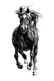 Hand drawn horse, sketch graphics monochrome illustration