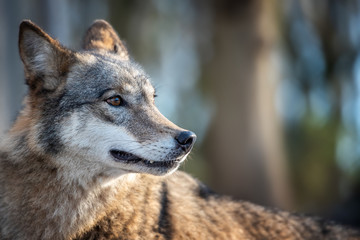  Close Alone Timber wolf standing in the winter
