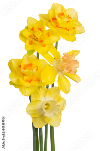 daffodil flower isolated Poster Mural XXL